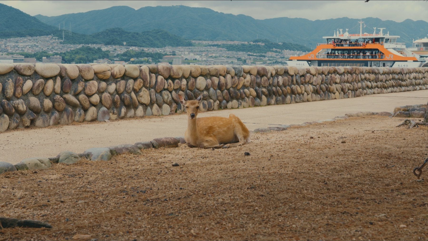 Japan 2026 recap photo 7